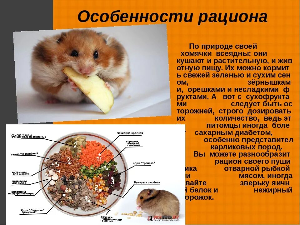 Можно ли хомякам крупы