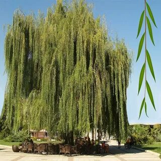 Ива это дерево или кустарник