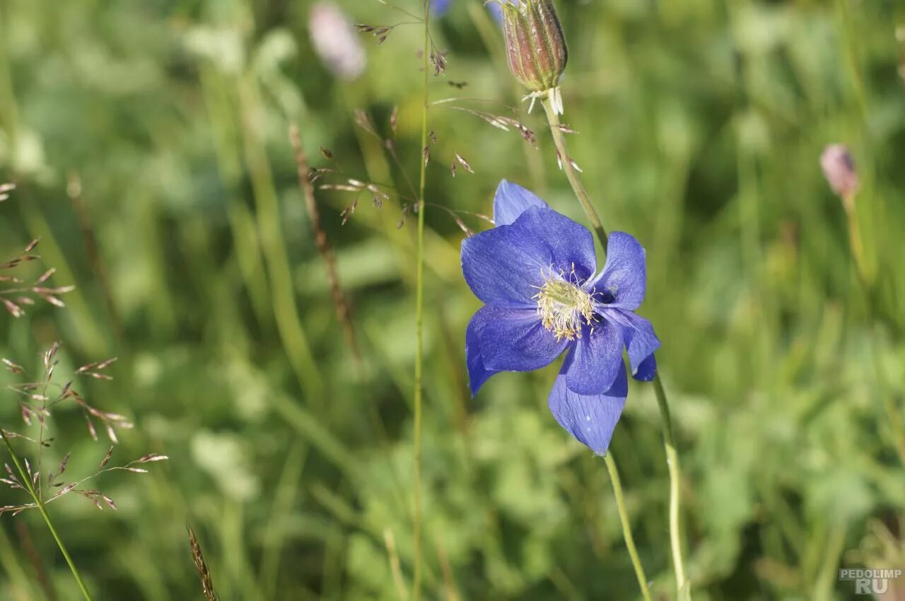 Кузнецкий алатау заповедник растения. Купальница горная шория. Красная книга кузбасса цветы. Кузбасс растения кузбасса. Растения кузбасса.