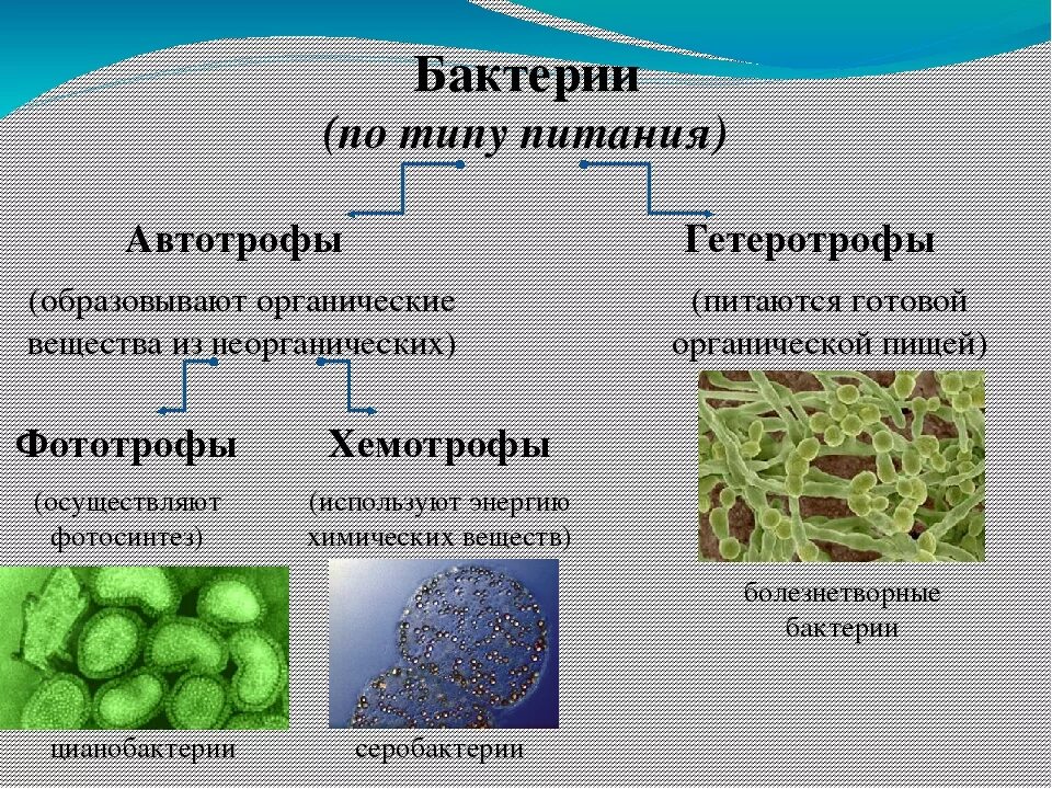 Гетеротрофное питание клеток. Автотрофное питание бактерий. Классификация бактерий автотрофы. Типы питания микроорганизмов автотрофы. Цианобактерии хемотрофы.