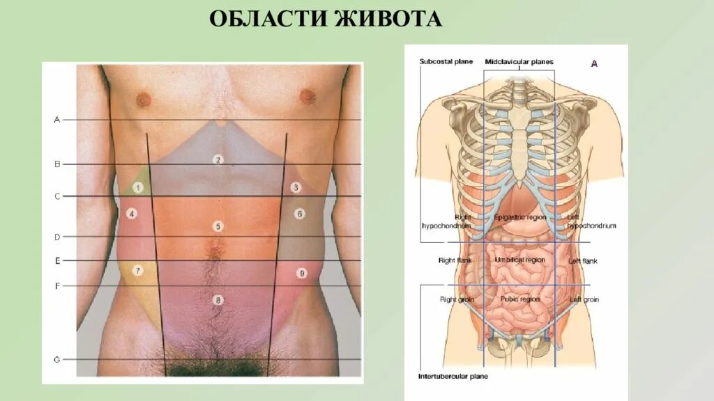 Определите области живота. Области живота. Анатомические области живота. Эпигастральная область живота. Анатомические области живота человека.