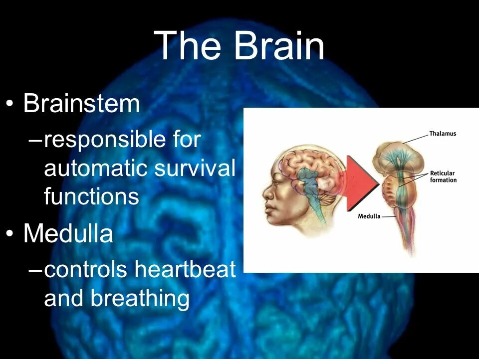 Use the brain. Presentation about brain. brain presentation ppt. jerrod medulla фото и биография.