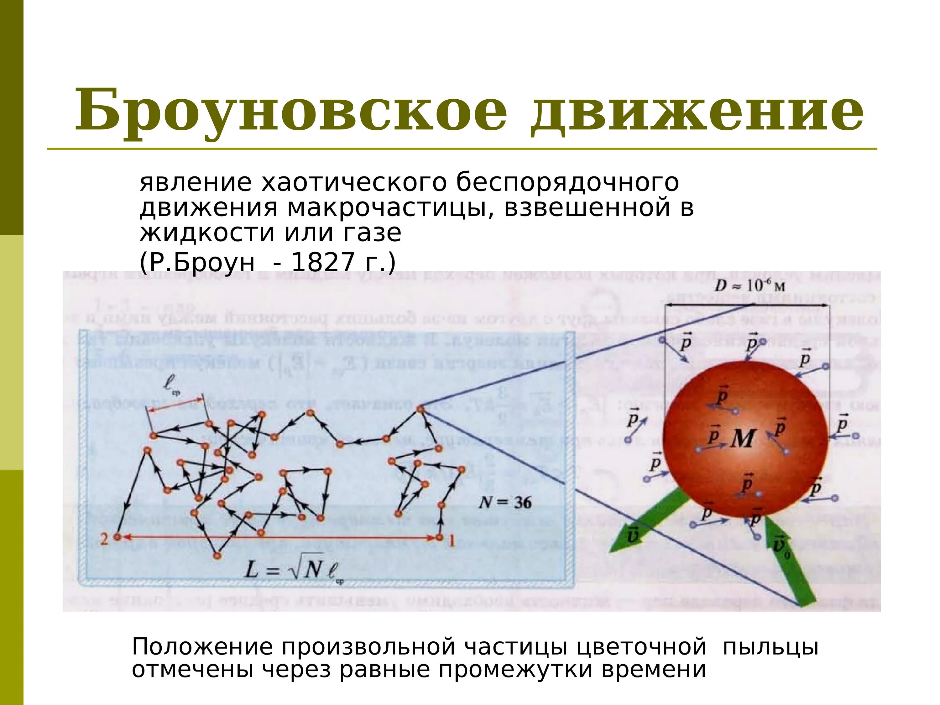 Кто открыл явление беспорядочного движения частиц. Броуновское движение. Броуновское движение физика. Модель броуновского движения. Броуновское движение беспорядочное.