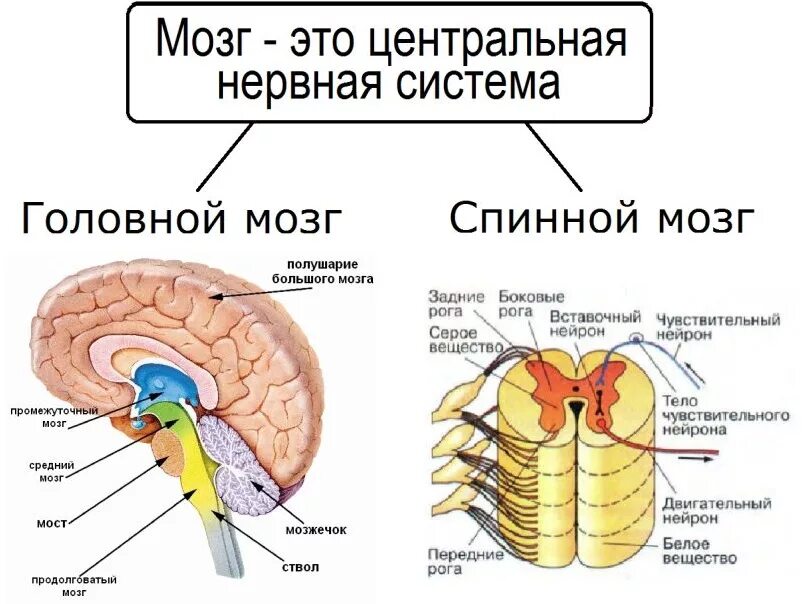 Нервная система головной мозг человека