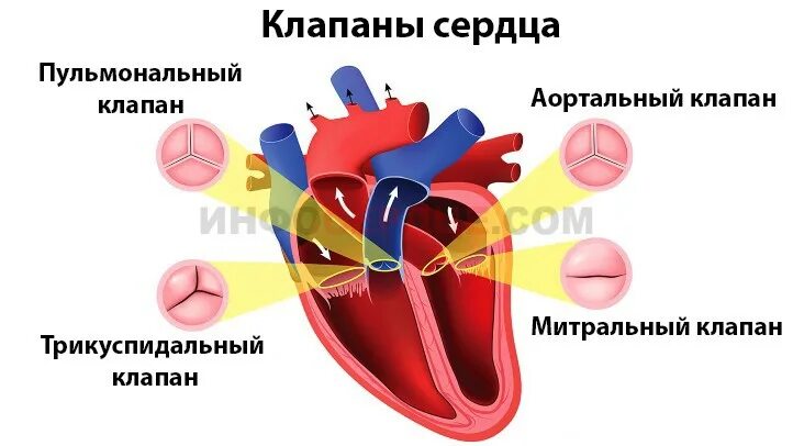 Трикуспидальный клапан 2 степень. Пролапс трехстворчатого клапана. Трикуспидальный клапан сердца недостаточность. Трикуспидальный клапан сердца недостаточность. Недостаточность трикуспидальный клапана степени.