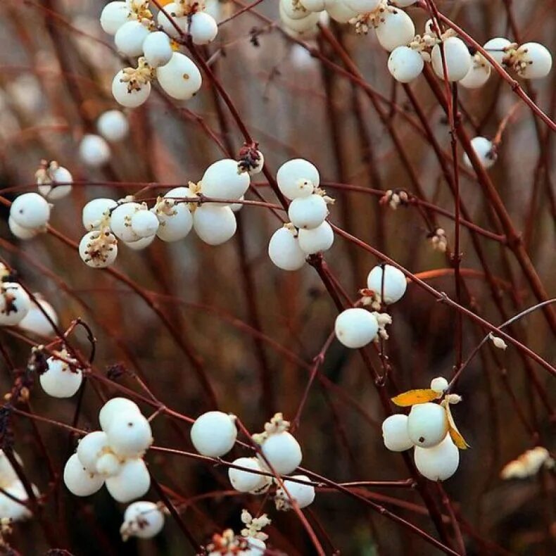 Куст снежинка. Снежноягодник доренбоза вайт хедж. Куст снежинка. Снежноягодник доренбоза. Снежноягодник доренбоза цветение.