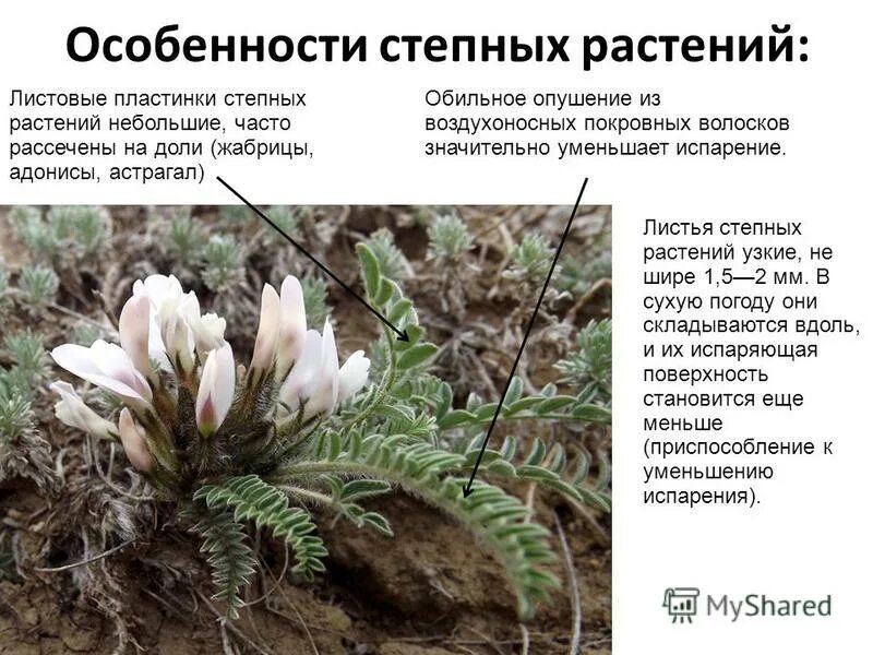 Степь приспособление. Степь приспособление