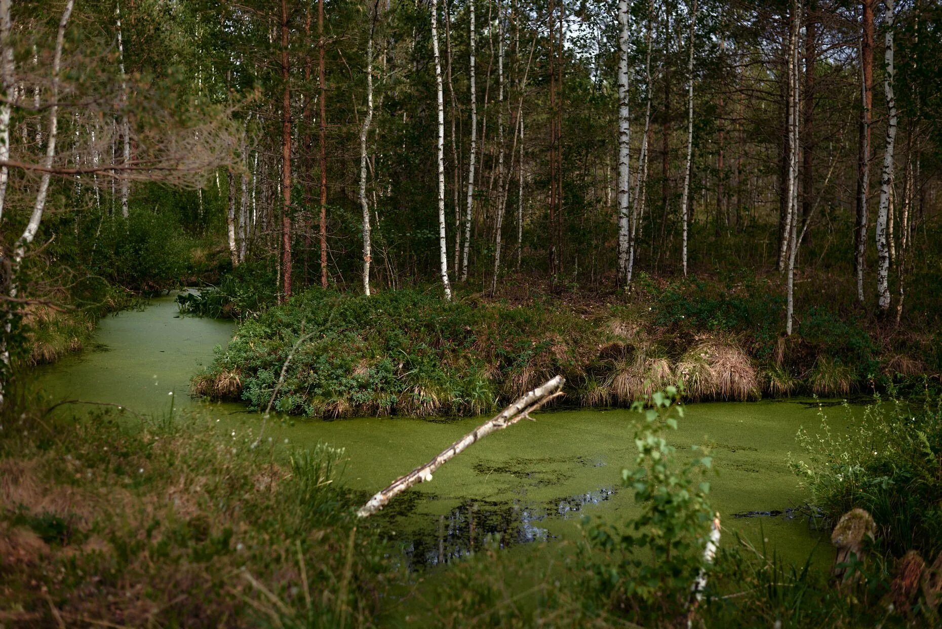 Болото Старицкий мох Смоленская. Болото Невий мох Новгородская область. Болото Петрин мох. Радоновые болота Новгород.