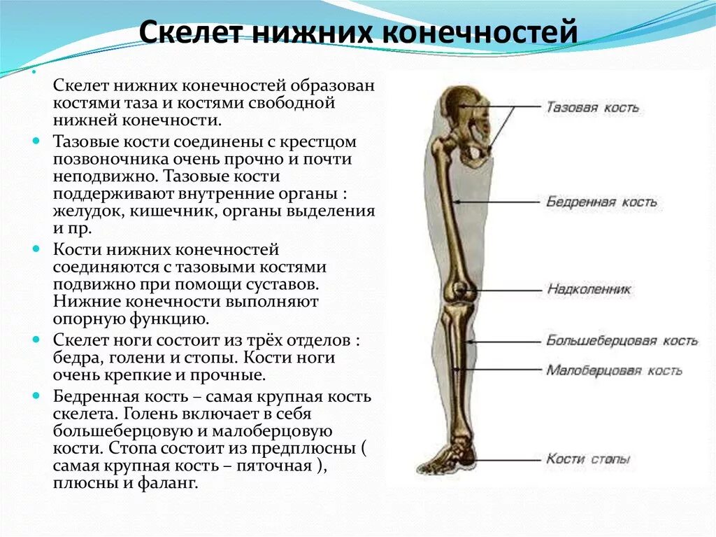 Кости скелета свободной нижней конечности человека. Отделы скелета нижней конечности анатомия. Кости составляющие скелет нижней конечности. Строение скелета нижних конечностей человека анатомия.