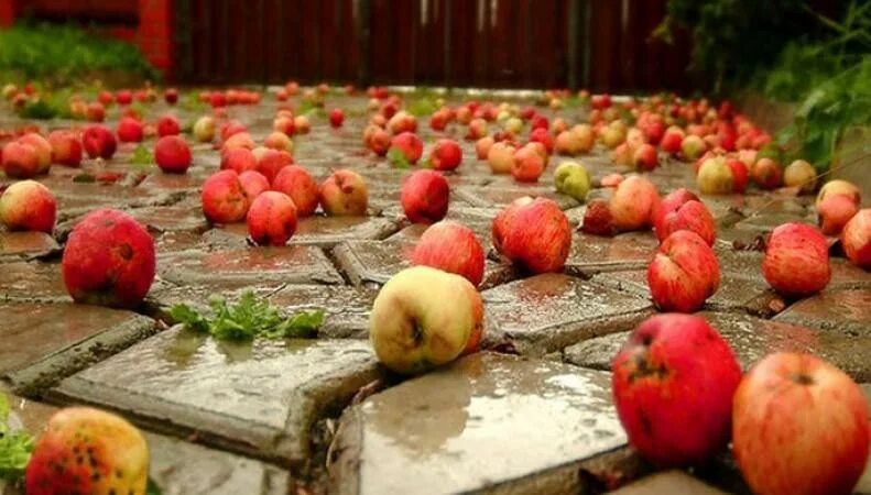 Яблоки не падают никогда отзывы. Падающее яблоко. Яблоки в осеннем саду. Осенний сад яблони. Яблоки на земле.