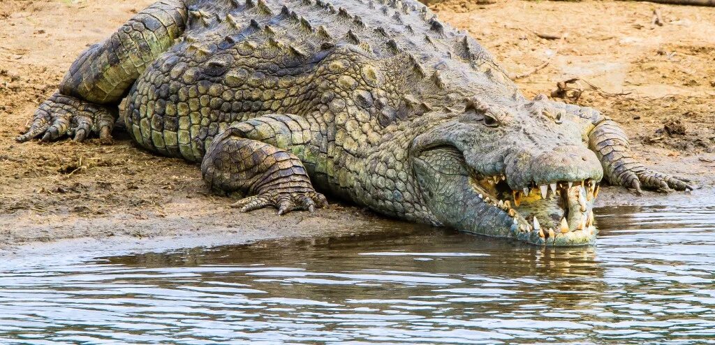 Крокодил живет в африке. Нильский крокодил. Ареал гребнистого крокодила. Африканский Нильский крокодил.