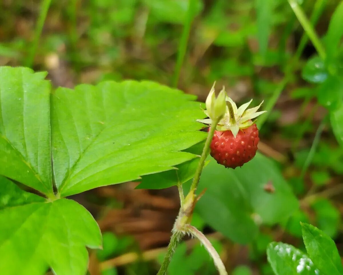 Форма чашечки у земляники. Земляника Восточная (Fragaria vesca). Земляника мускусная. Земляника Лесная мускатная. Земляника мускусная куст.