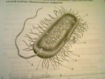 рассмотрите рисунок. напишите название структур бактериальной клетки, обозначенн