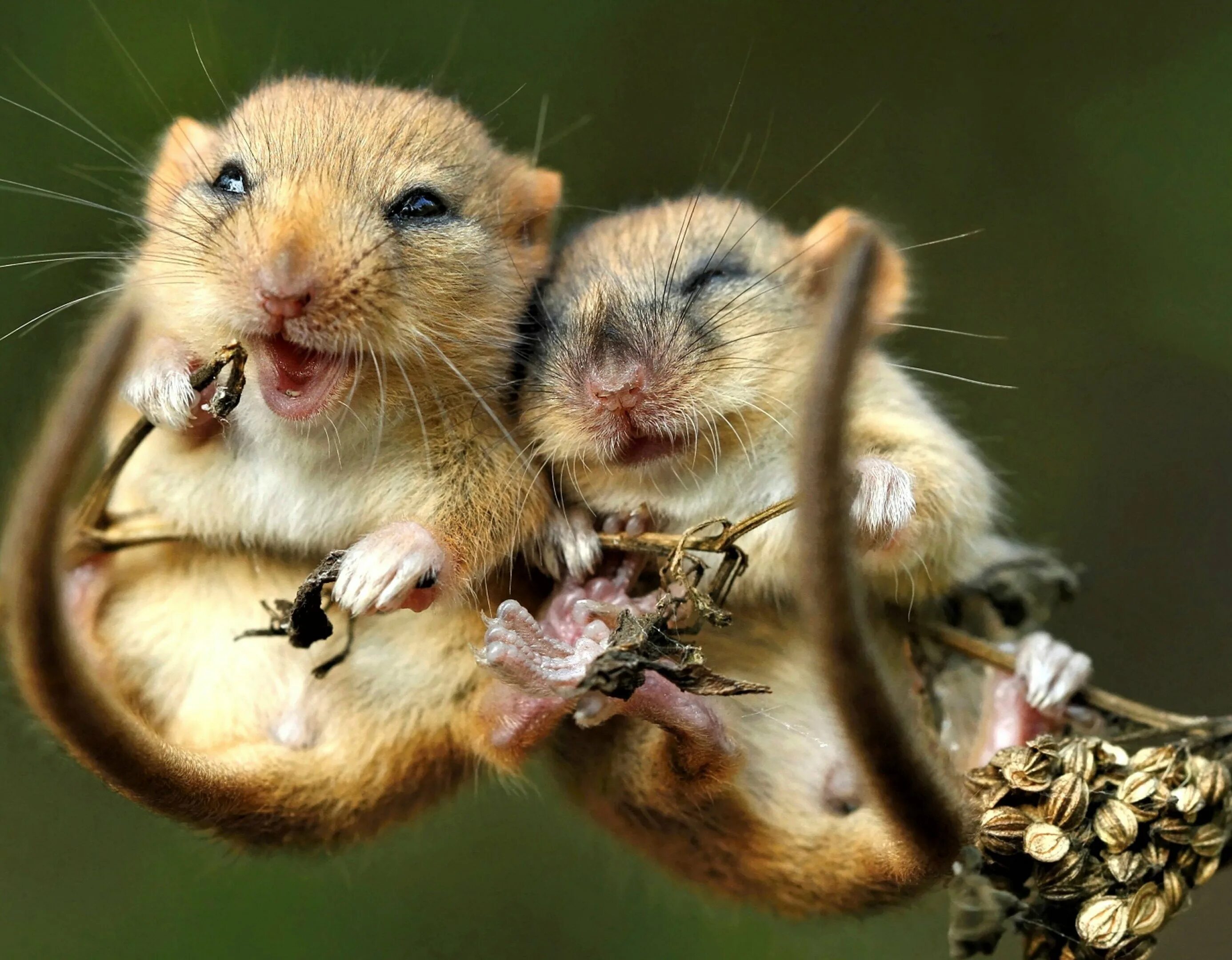 Мир мышей. Милые Грызуны. Две мыши. Смешная мышь. Забавные животные фото.