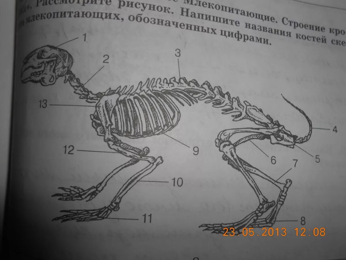 Скелет кролика биология 7 класс. Рис 152 скелет кролика. Строение скелета млекопитающих. Строение кролика.