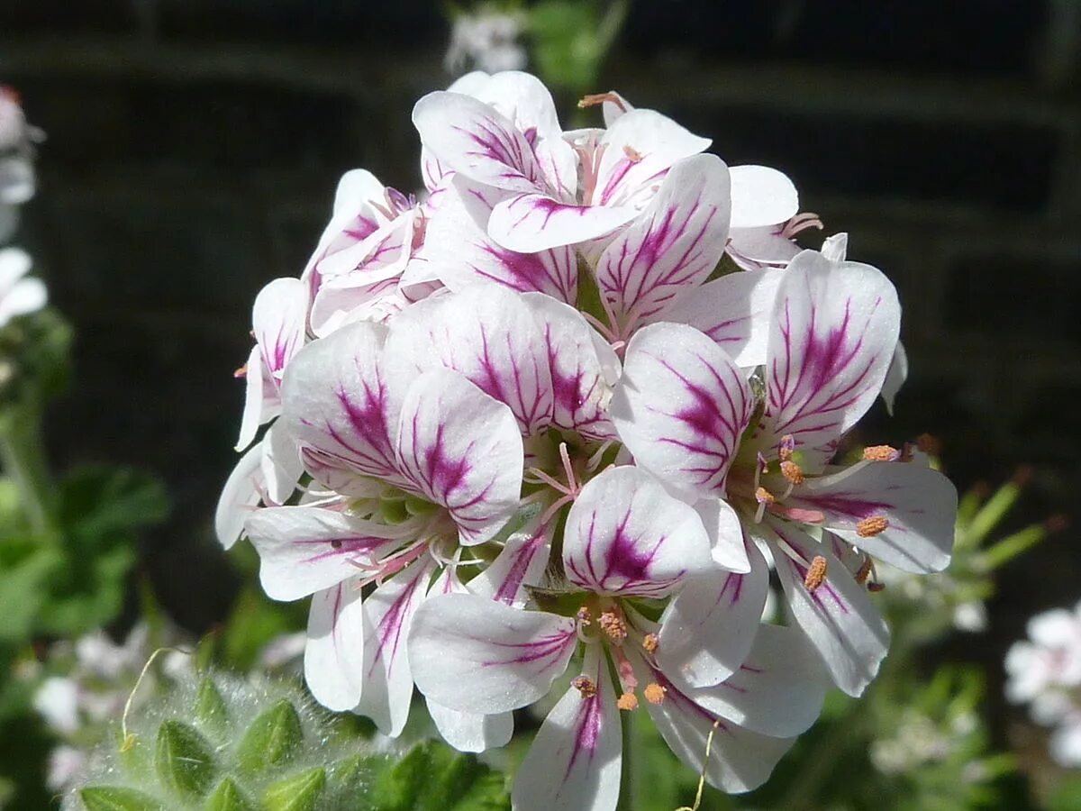 Quantock Rose пеларгония. Герань Biokovo. Пеларгония Quantock Angelique. Пеларгония Кассиопея.