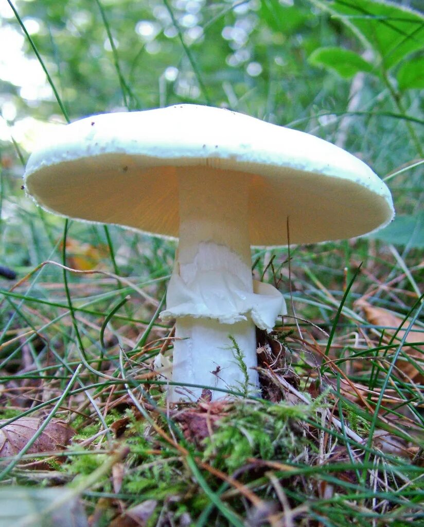 Ножка гриба фото. Белая поганка гриб. Бледная поганка гриб. Бледная поганка белая. Мухомор и бледная поганка.
