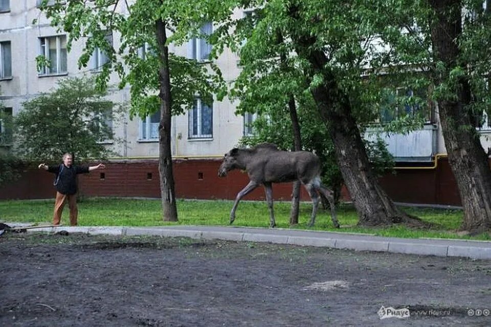 Лоси в Москве. Лоси на Преображенской улице. Дикие животные на улицах Москвы. Лоси на Преображенской улице Москва 1979 год.