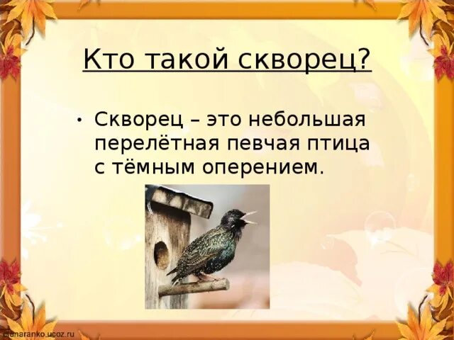 Читательский дневник куприн скворцы. Изложение скворцы. Скворец презентация для детей. Изложение скворцы 3 класс. Бианки скворцы изложение.