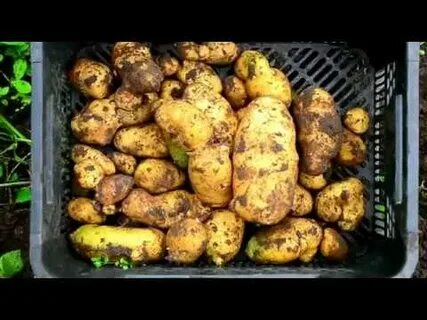 Отношения между лебедой и картофелем