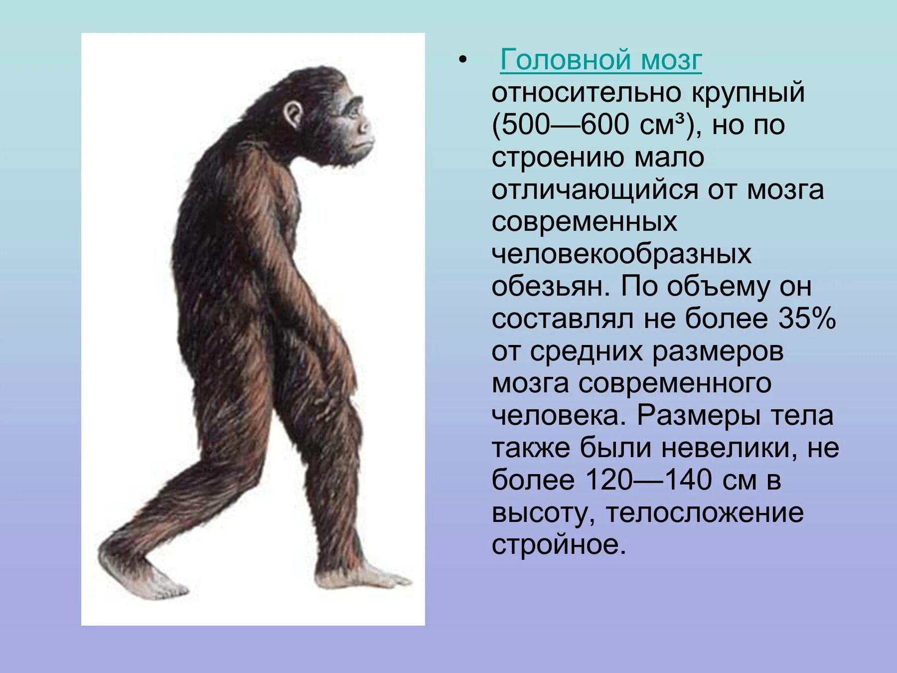 Строение мозга человекообразной обезьяны. Объем мозга человека и человекообразных обезьян. Объем мозга человекообразной обезьяны. Объем головного мозга шимпанзе.