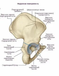 Верхняя граница таза
