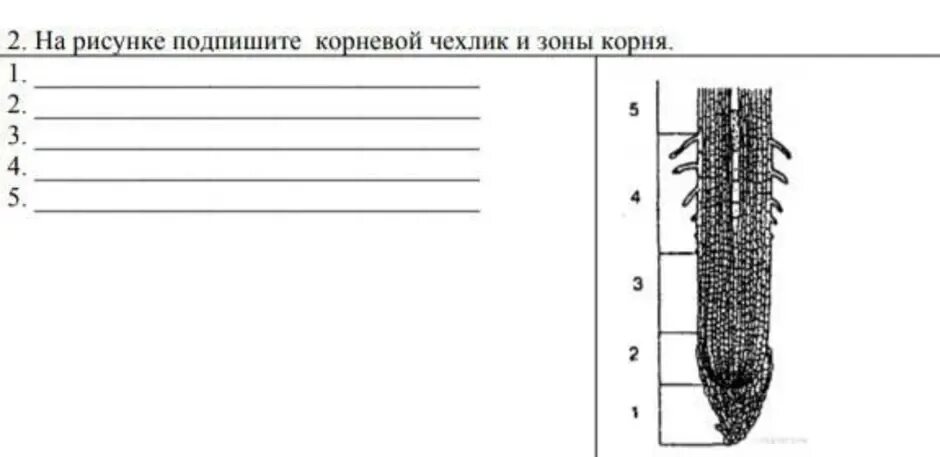 Корень 6 класс самостоятельная. Зоны корня 6 класс биология рисунок. Строение корня без подписей 6 класс. Строение корня с подписями. Зоны корня подпишите зоны корня..