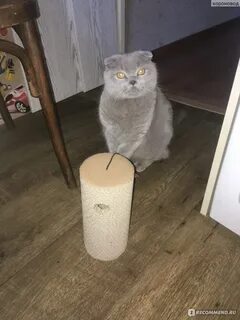 Кот фикс