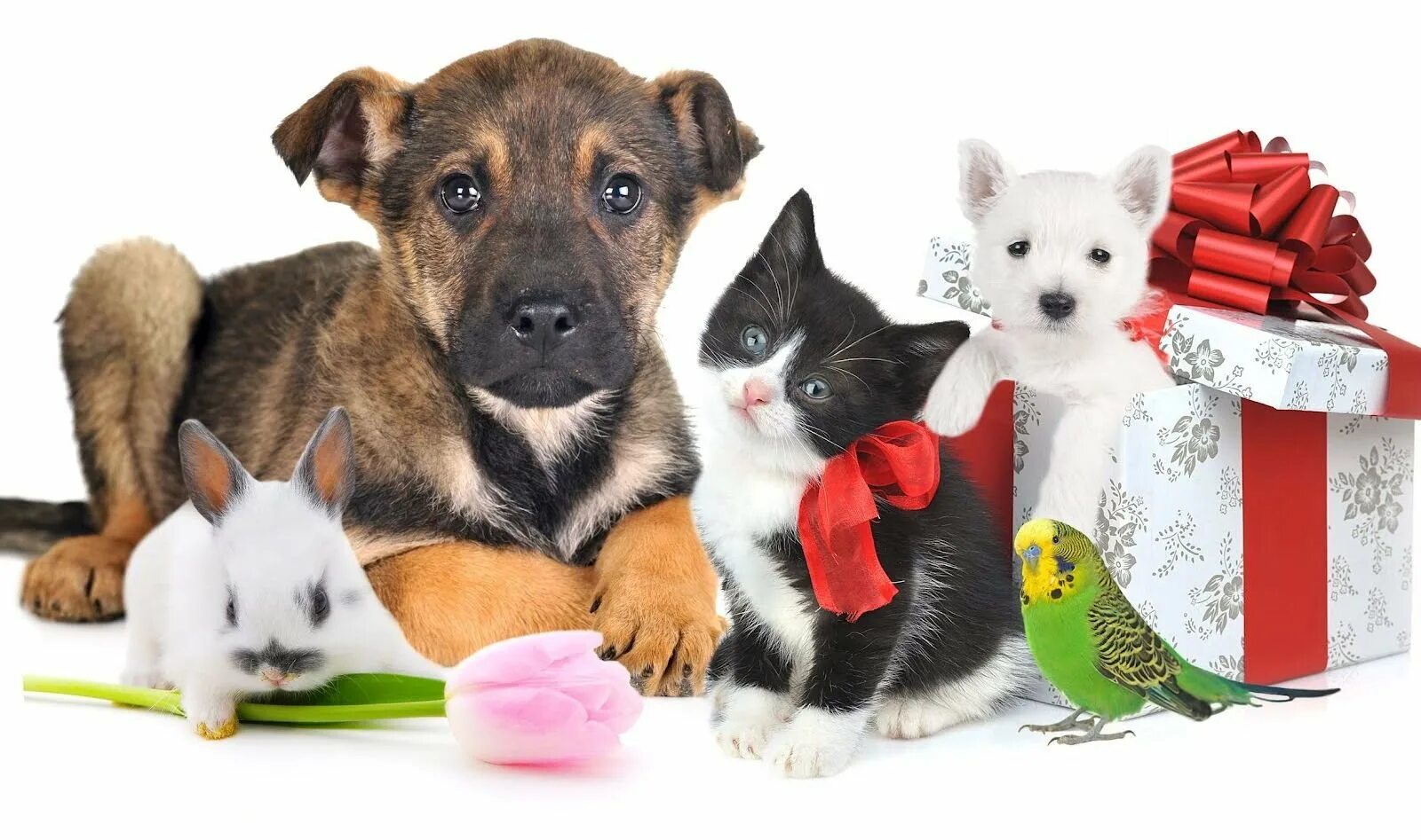 Конура бутка для собак. Корм cat and dog. Кошка и собака едят. Корм животных дом. Рацион питания животных.