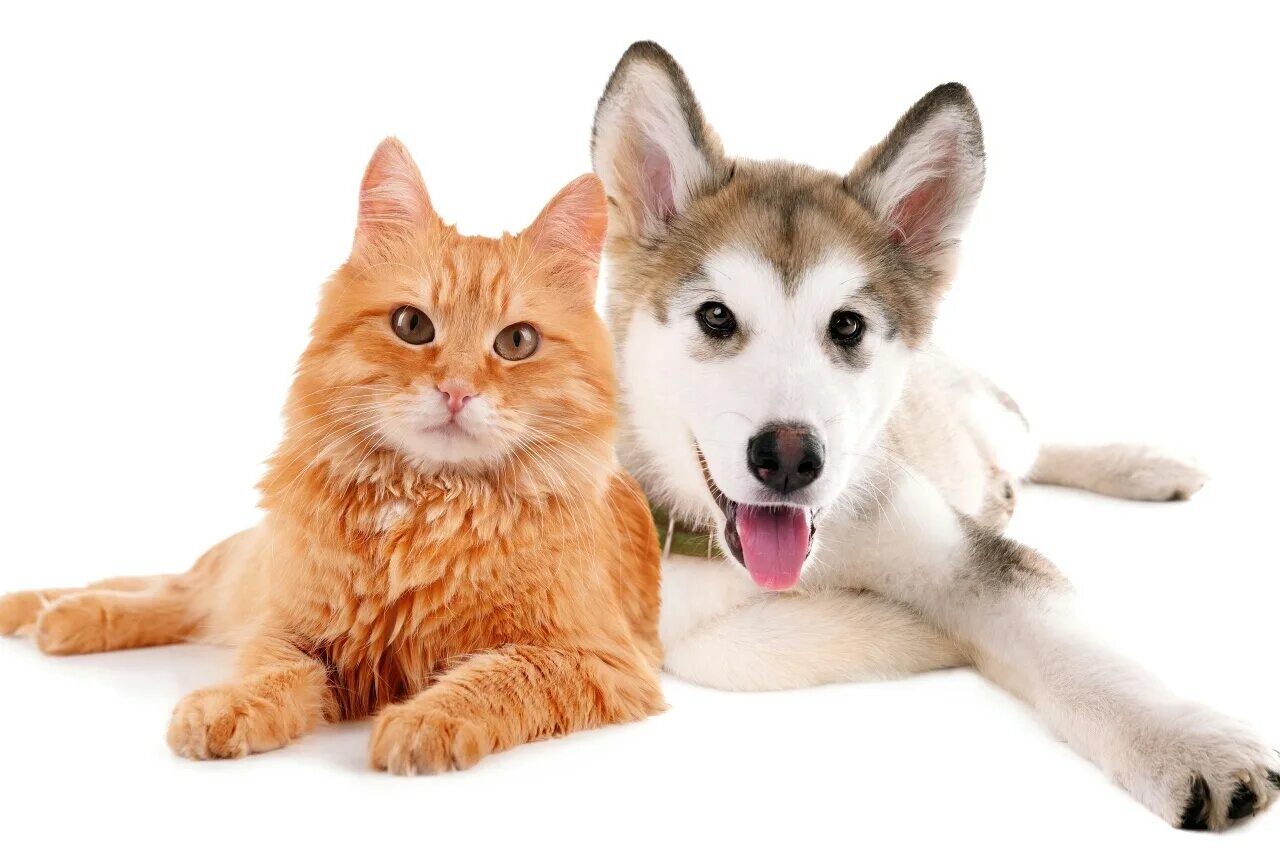Cat dog 18. Кошки и собаки. Кошка и собака на белом фоне. Rjireb b CJ,FRB. Кошка и собака на прозрачном фоне.