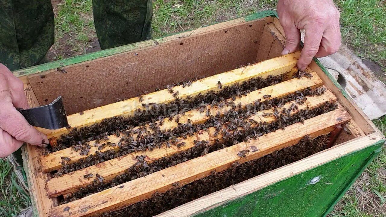 Сборные отводки пчел. Улей для отводков. Отводок пчел. Отводки пчел весной. Пчелиные отводки.