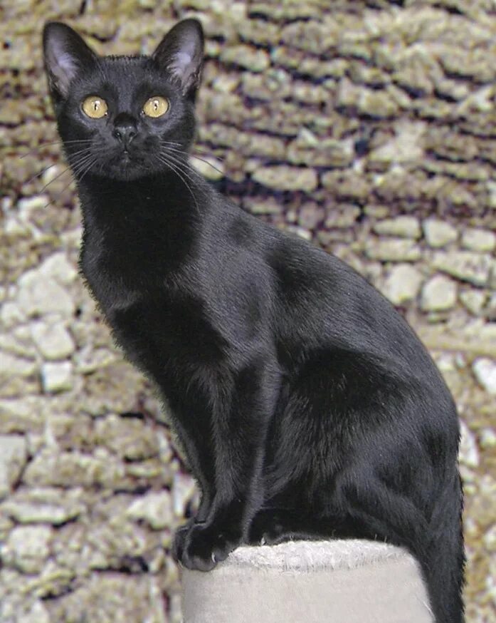 Бомбейская кошка. Порода кошек Бомбейская кошка. Чёрная кошка порода Бомбейская. Бомбейская короткошерстная кошка. Черная кошка содержание