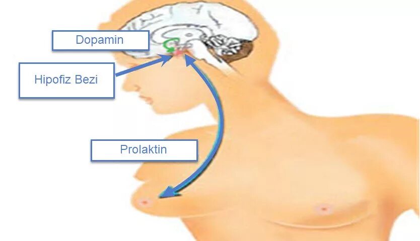 Пролактин гормон хакида. Сонный пролактин. Рефлекс пролактина. Пролактин фото.