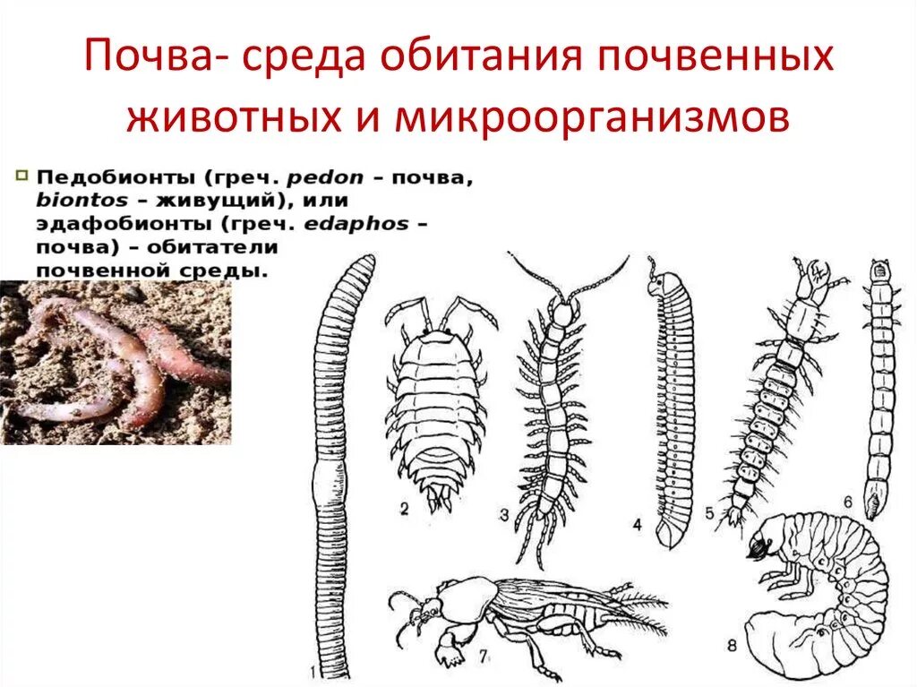 Животные почвенной среды обитания сообщение. Почвенная среда обитания. почва как среда обитания. обитатели почвенной среды. почвенная сфера обитания.