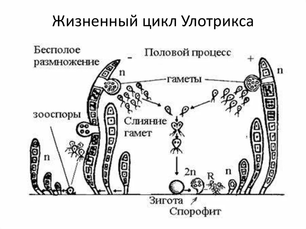 Цикл развития водоросли улотрикс. Жизненный цикл улотрикса. Улотрикс жизненный цикл. Схема размножения улотрикса.