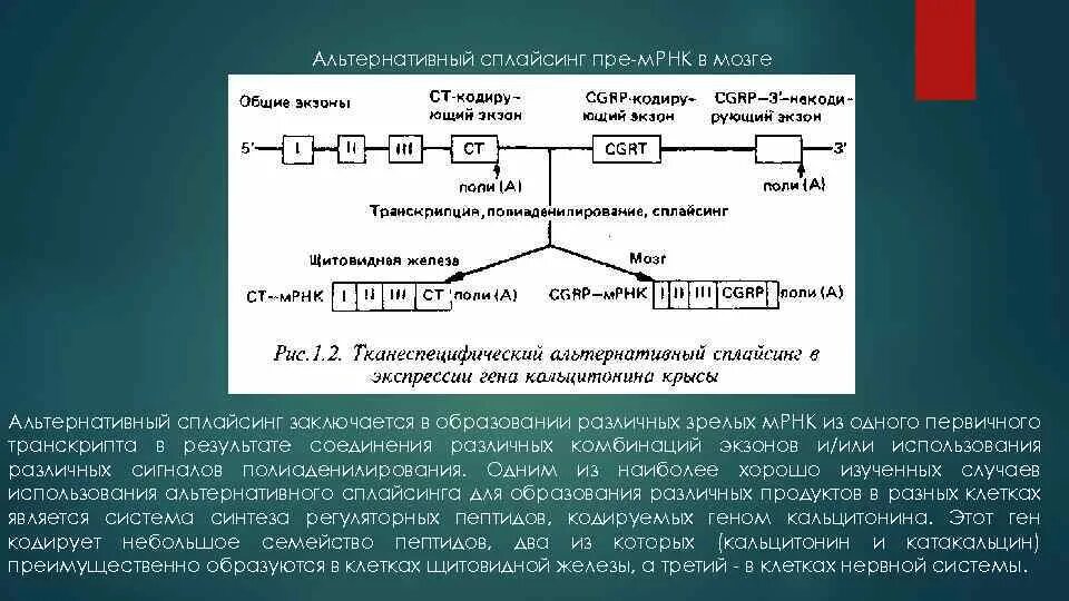 Альтернативный сплайсинг характерен для…. Альтернативный сплайсинг РНК. Сплайсинг пре МРНК. Альтернативный сплайсинг пре-МРНК характеризуется.