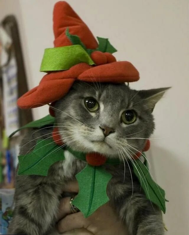 Новогодние костюмы для котиков. Кот в костюме. Новогодний костюм для кошки. Котики в новогодних костюмах.