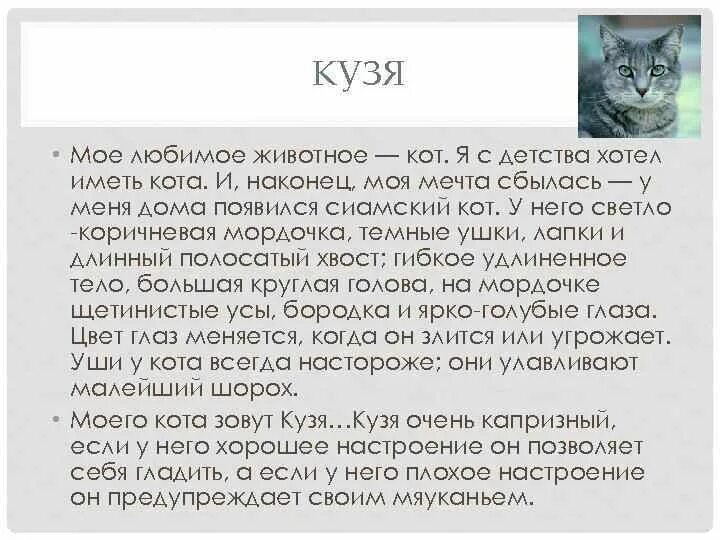 Текст описание про кошку 2 класс. Сочинение моё любимое животное. Сочинение Мои любимые животные. Сочинение про кошку. Сочинение на тему кот.