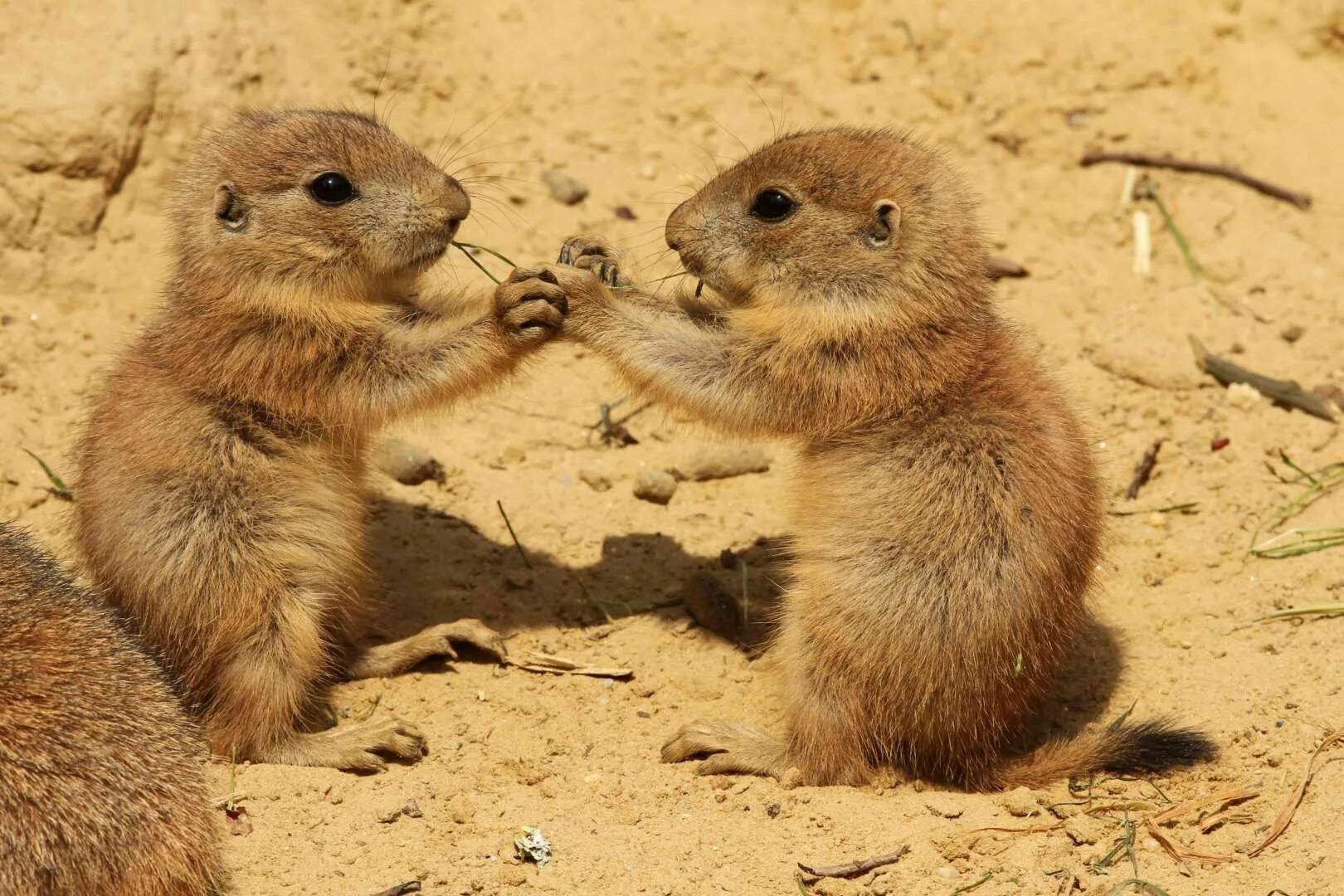 21 animal. Луговая собачка и суслик. Суслики обнимаются. Луговые собачки милые. Милые суслики.