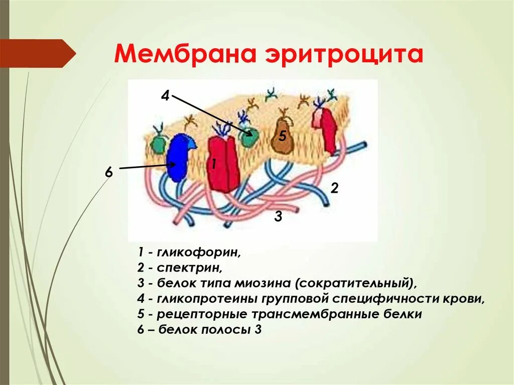 Плазмолемма эритроцита. Эритроциты схема. Белки мембраны эритроцитов. Спектрин эритроцитов. Гликофорин эритроцитов.