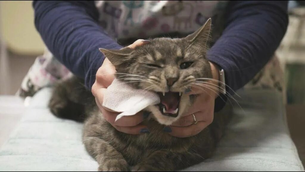 Котам надо чистить зубы. Cat brushing teeth. зубные протезы для котиков. как почистить кошке зубы. котик зубами в решетке.