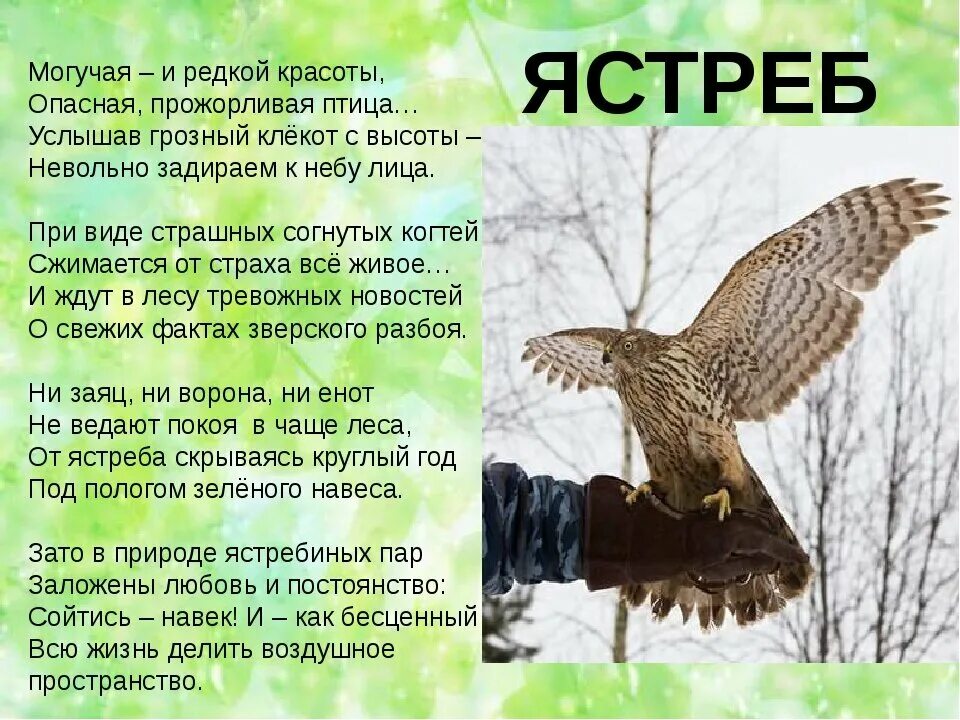 Ястреб-тетеревятник описание. Ястреб кратко. Доклад про ястреба. Ястреб описание. Сообщение о ястребе.