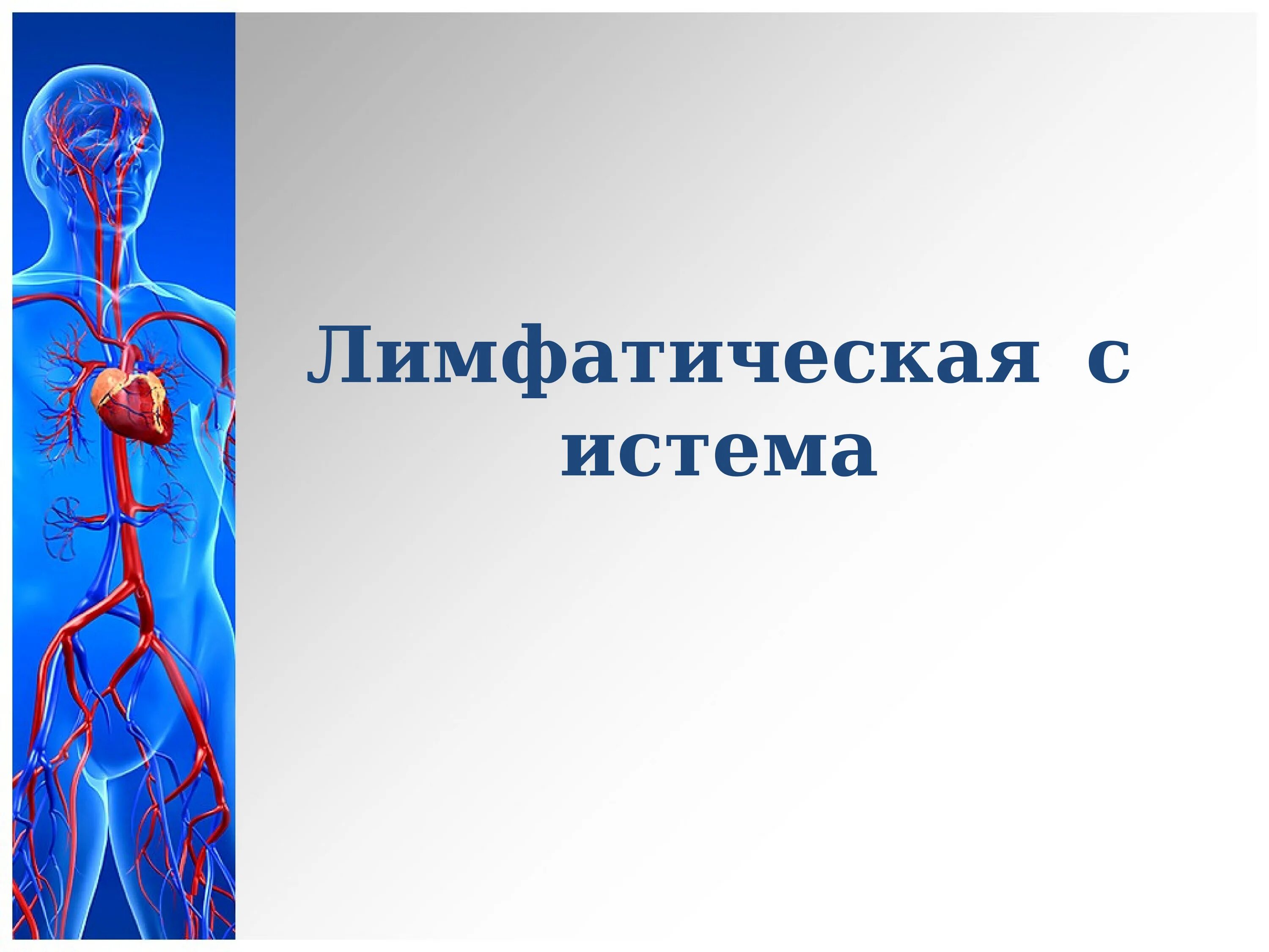 Анатомическое и физиологическое