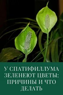 Женское счастье зеленое