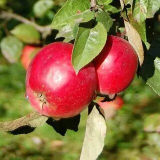 Яблоня алое