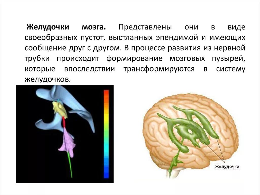 Правый желудочек головного. Схема системы желудочков головного мозга. Боковые желудочки головного мозга функции. Функции эпендимы желудочков мозга. Локализация желудочков головного мозга.