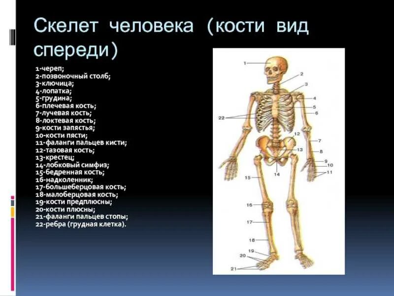 Скелет человека с названием костей 4 класс. Подписать кости скелета туловища. Осевой скелет череп. Кости скелета 8 класс. Название всех костей человека.