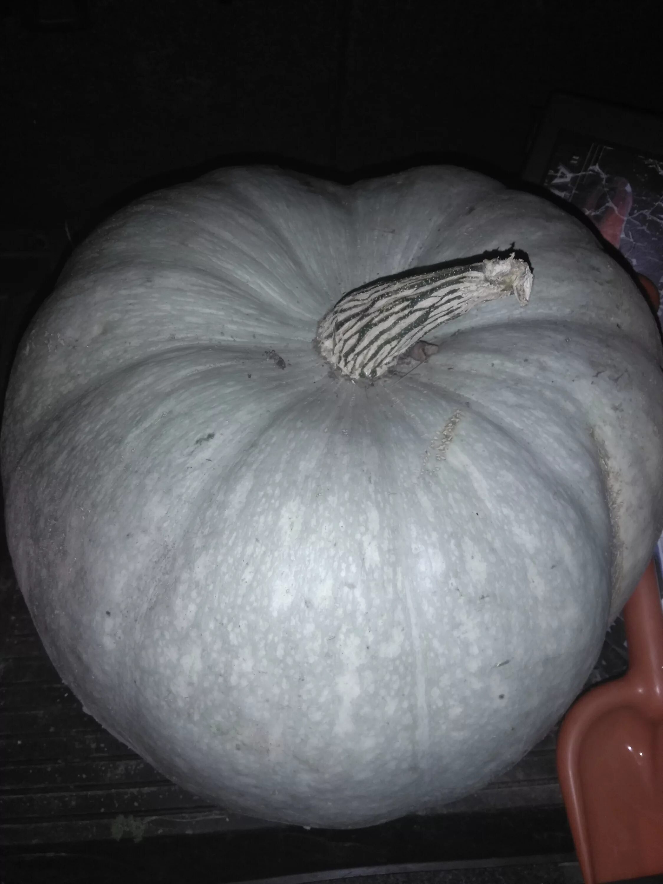 тыква крупноплодная мраморная. мускатная мраморная тыква. тыква мраморная (2г). тыква крупноплодная мраморная. тыква крупноплодная мраморная.