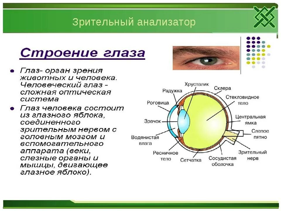 Глаз биология 8 класс кратко