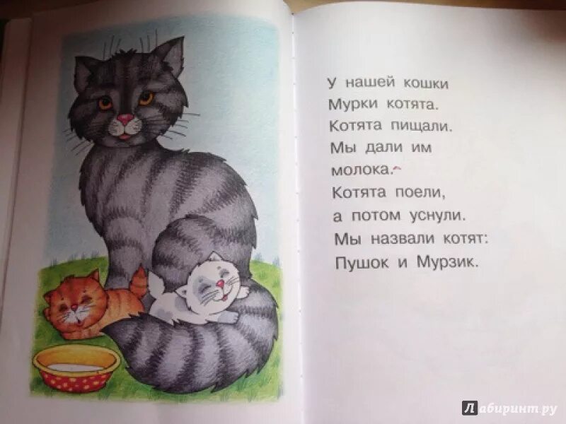 Рассказ про кота. Рассказ котенок. Маленький рассказ про котика. Предложение про котенка. Рассказ маленький котенок